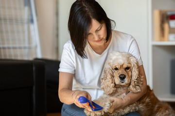 a young woman owner of a dog combs an American Cocker spaniel sitting on the floor in an apartment. the concept of daily pet care