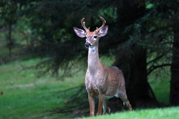 white tail deer portrait near the houses in new york state county countryside - obrazy, fototapety, plakaty