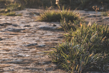 Green small bushes grow out of the rock under backlight at sunset with a blurred background, grass breaks out of the rock and stone