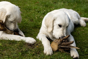 Two Golden Retriever young dogs biting piece of wood outside.