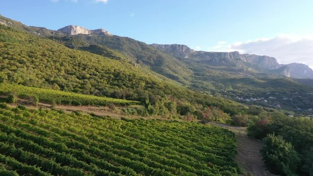 Grape plantations hills and mountains. Beautiful aerial view of the landscape. Coastal Wine Region