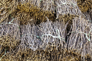 Dry vine shoots
