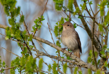 The thrush nightingale - male bird at the wet fields in spring