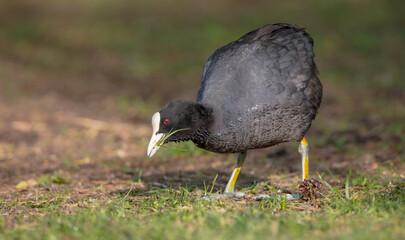 Eurasian coot - adult bird in spring