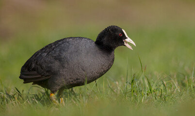 Eurasian coot - adult bird in spring