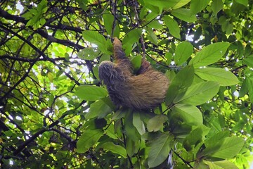 Sloth in the branches of a tree in the Parque Nacional Manuel Antonio, in Costa Rica, America.