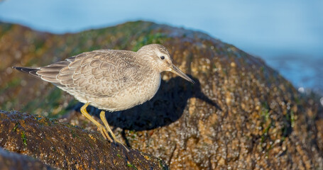 Red Knot - on the autumn migration way at a seashore