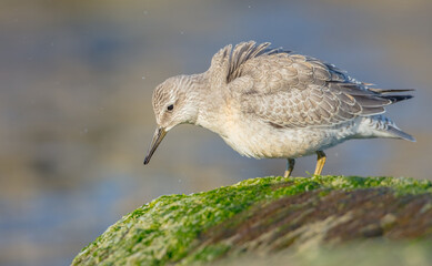 Red Knot - on the autumn migration way at a seashore