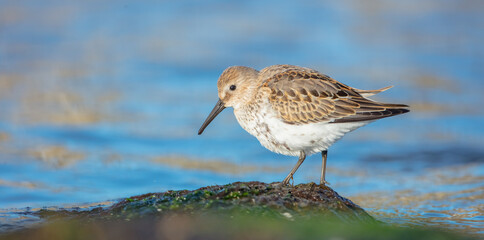 Dunlin - young bird at a seashore on the autumn migration way