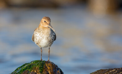 Dunlin - young bird at a seashore on the autumn migration way