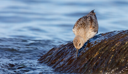 Dunlin - young bird at a seashore on the autumn migration way