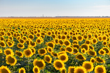 Beautiful sunflowers in the field natural background, Sunflower blooming