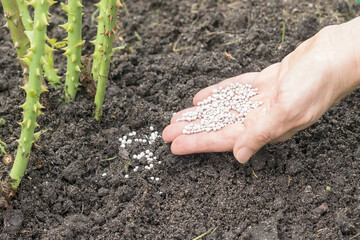 On the palm of a woman's hand, mineral-phosphorus fertilizer in the form of granules for autumn...
