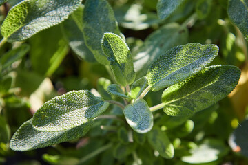 sage herb in garden green house