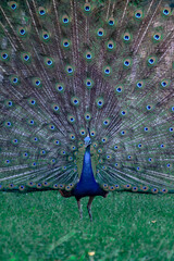 Obraz premium Dancing peacock in the forest and green grass