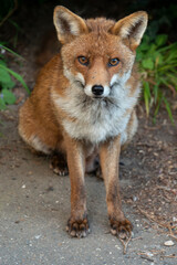 Renard roux, ville, Vulpes vulpes
