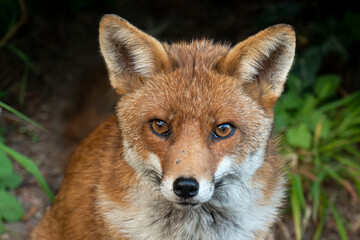 Renard roux, ville, Vulpes vulpes