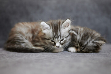 Adorable gray kitties