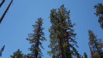 Giant sequoia trees in the Mariposa Grove of Giant Sequoias, a sequoia grove near Wavona, California, USA, in the southernmost part of Yosemite National Park.