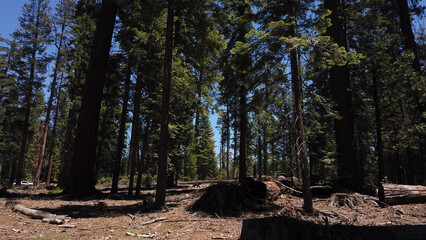 A young bear looking for food at the 'Grizzly Giant', the oldest sequoia in Yosemite's Mariposa Grove of Giant Sequoias in California, USA.