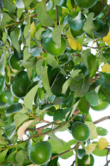 Avocado harvest theme