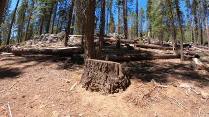 A Douglas squirrel (or chickaree) sitting on top of a tree trunk in Mariposa Grove of Giant Sequoias, Yosemite National Park, California, USA.
