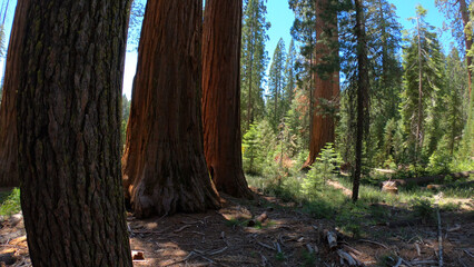 The Bachelor and Three Graces in Mariposa Grove of Giant Sequoias, Yosemite National Park, California, USA.