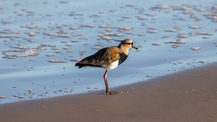 Photograph of a Southern lapwing. The bird was found on the beach of Xangri-lá, in Rio Grande do Sul, Brazil.