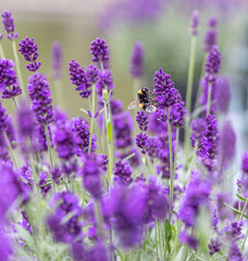 Fototapeta na wymiar Bee on Lavender