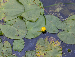 Yellow flower on Lilly Pad