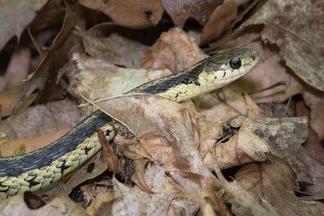 An Eastern Garter Snake among fallen leaves in the Glen Stewart Ravine in the Upper Beaches neighbourhood of Toronto, Ontario.