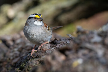 A White-throated sparrow perches on a log while foraging for a meal at Ashbridges Bay Park in Toronto, Ontario.