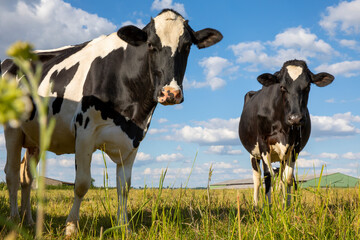 Vache laitière dans l campagne au printemps en pleine nature.