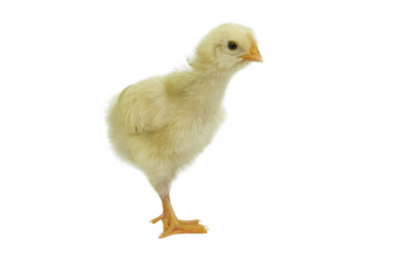 Yellow chick
