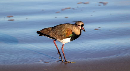 Photograph of a Southern lapwing. 