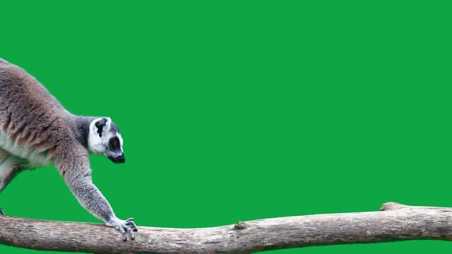 ring tailed lemur slowly walking on a log on a green screen. slow motion