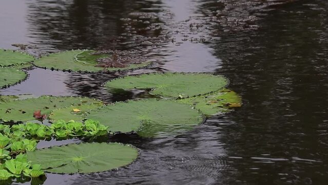 green circular leaves of water lily or lotus flower floating in the water of a pond in rural areas of west bengal. ripples in water due to wind.