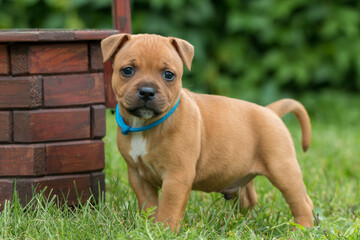 Staffordshire bull terrier, wonderful puppies from professional breeding of purebred dogs in Poland.