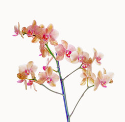 Fototapeta na wymiar Orchid flowers isolated on a white background with copy space.