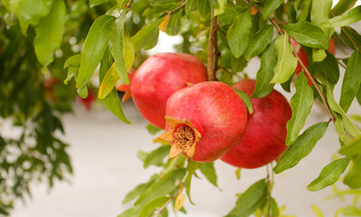 Ripe pomegranates on a branch