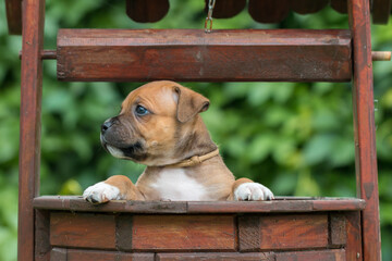 Staffordshire bull terrier, wonderful puppies from professional breeding of purebred dogs in Poland.