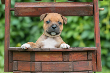 Staffordshire bull terrier, wonderful puppies from professional breeding of purebred dogs in Poland.