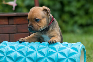 Staffordshire bull terrier, wonderful puppies from professional breeding of purebred dogs in Poland.