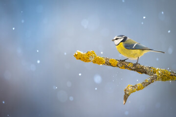 Bird - Blue Tit ( Cyanistes caeruleus ) perched on tree winter time small bird on blue background