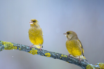 European greenfinch (Chloris chloris) or common greenfinch songbird winter time blue background