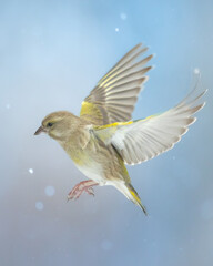 flying European greenfinch (Chloris chloris) or common greenfinch songbird winter time blue background
