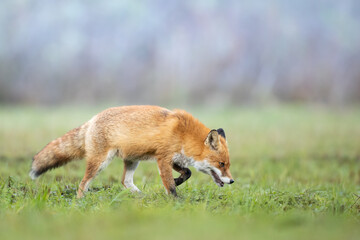 Fox (Vulpes vulpes) in autumn scenery, Poland Europe, animal walking among autumn meadow in amazing warm light