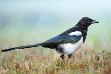 The Eurasian Magpie or Common Magpie or Pica pica is sitting on the branch with colorful background