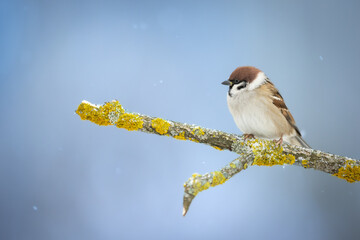 tree sparrow Passer montanus sitting on a branch blue background winter time winter frosty day