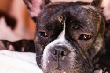 Gesicht eines französischen Bulldoggenhundes, der sich mit halb geschlossenen Augen hinlegt.
